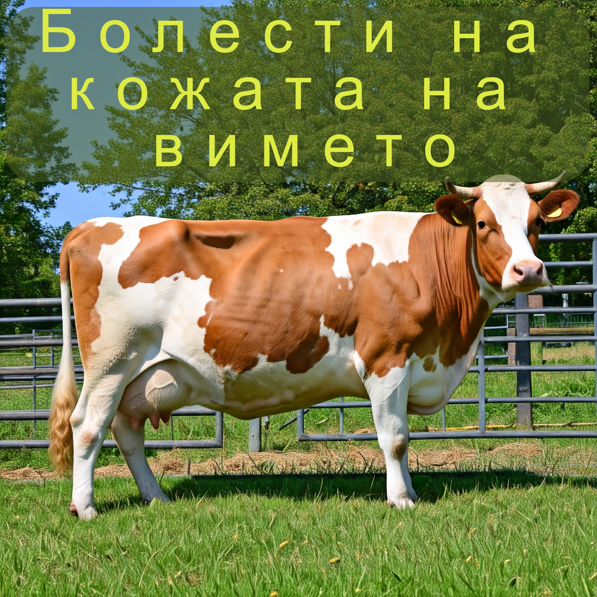 Болести на кожата на млечната жлеза
