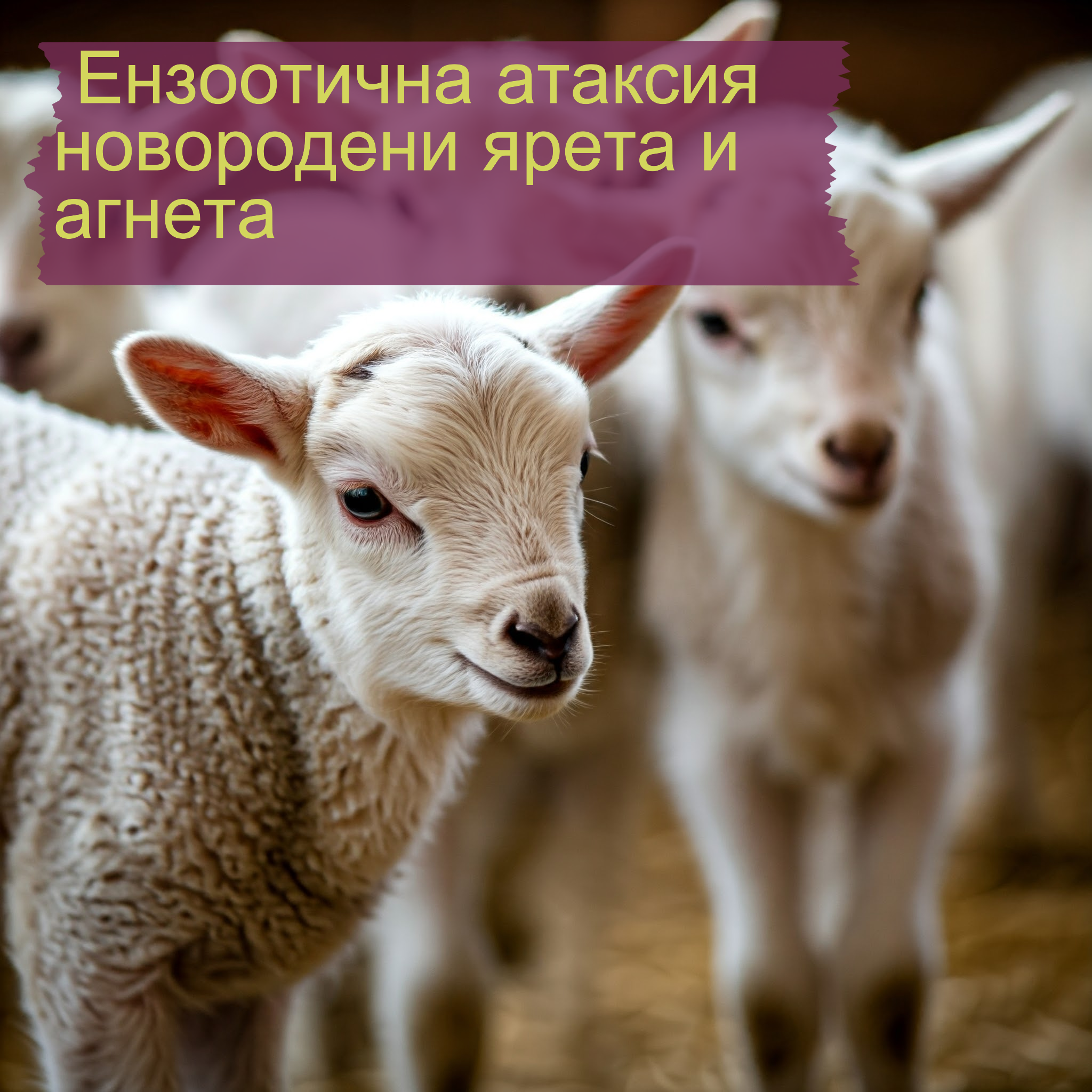 Ензоотична атаксия при агнета и козлета