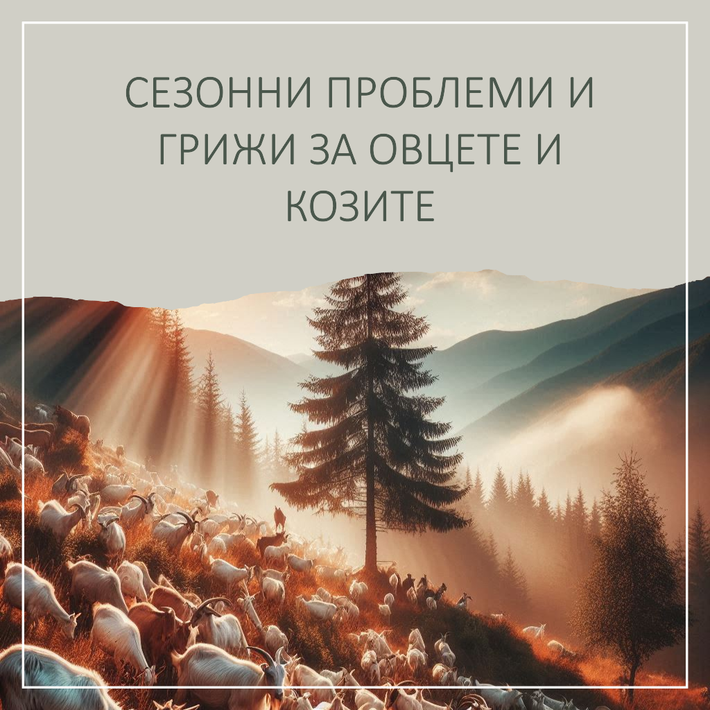 Сезонни проблеми и грижи за овцете и козите