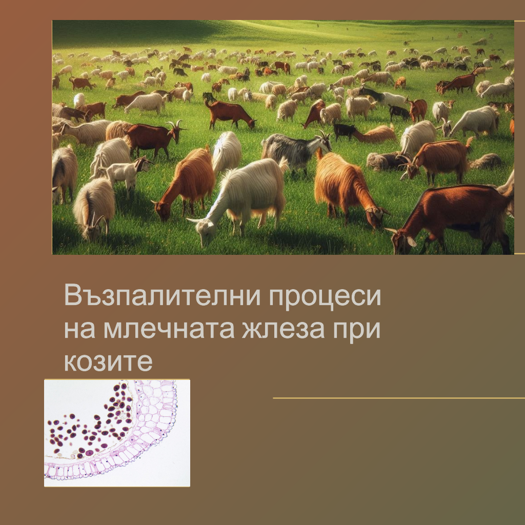 Възпалителни процеси на млечната жлеза при козите