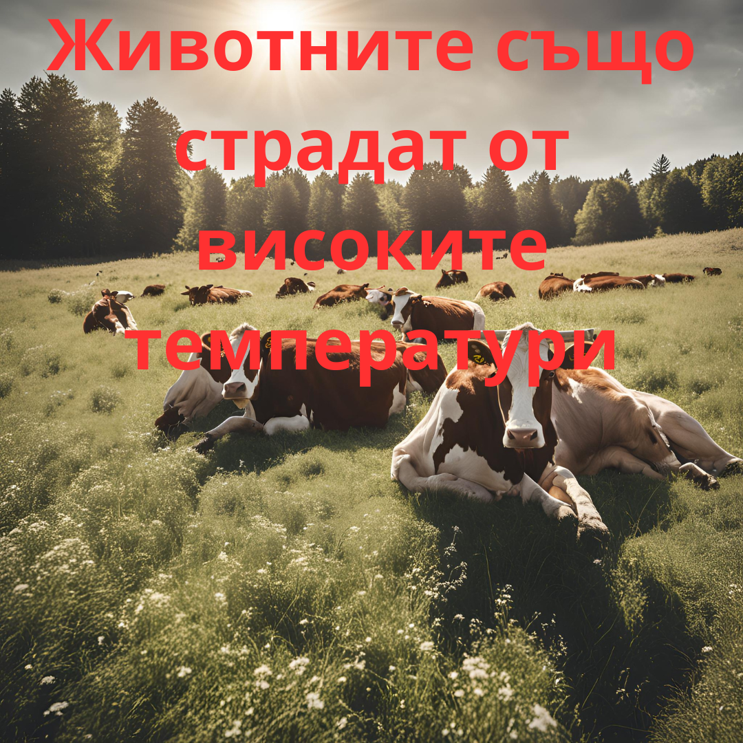 Животните също страдат от високите температури