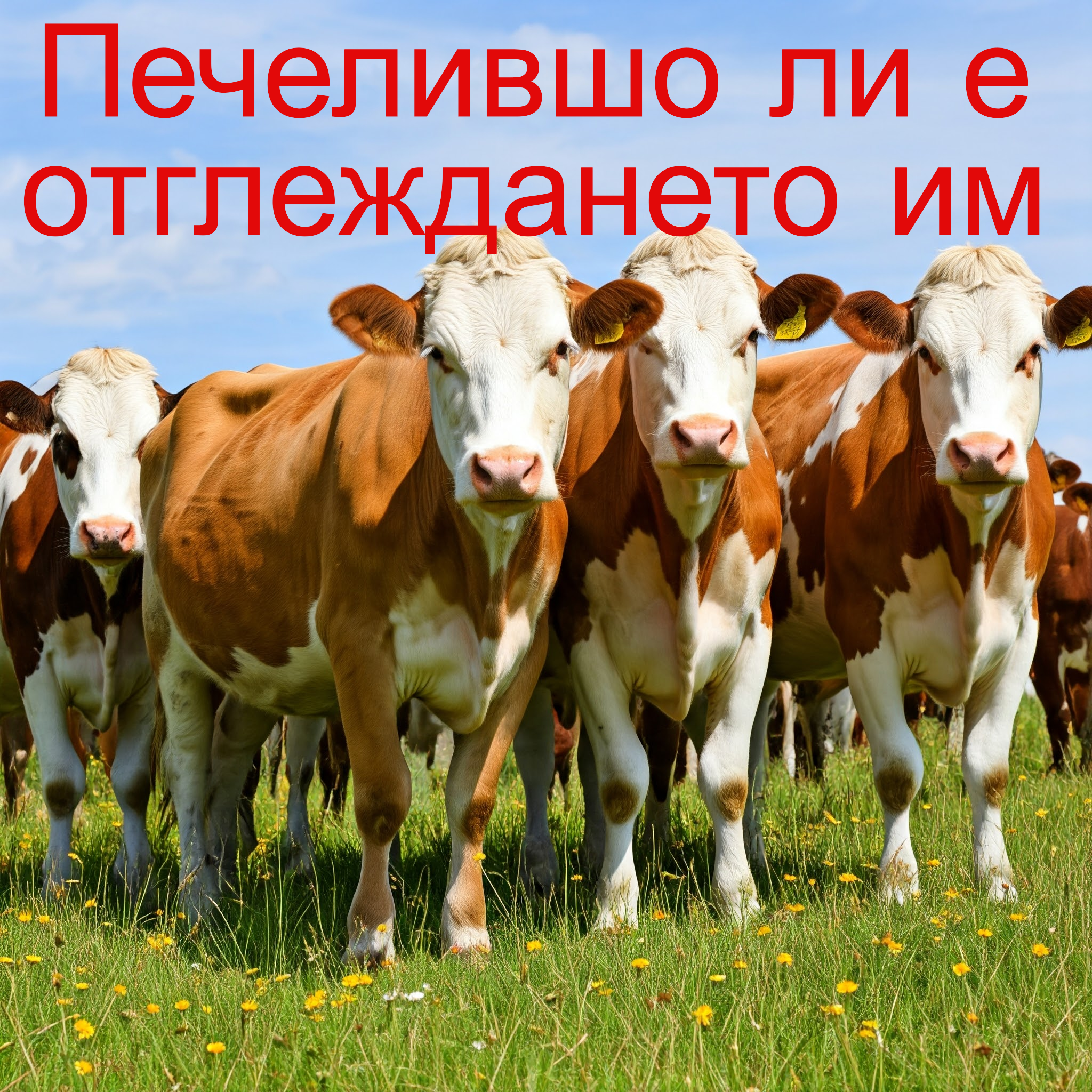 Печелившо ли е отглеждането на млечните крави ?